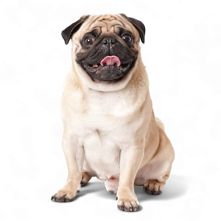 revolution slider image 98