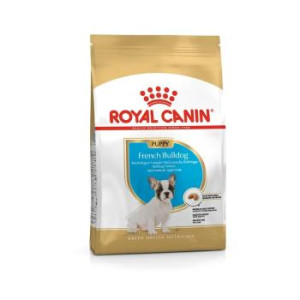 RCF BHN FRENCH BULLDOG...