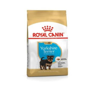 RCF BHN YORKSHIRE PUPPY X...