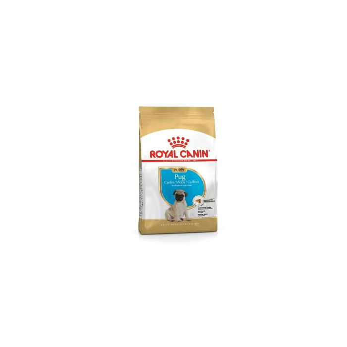 RCF BHN PUG  PUPPY X 1,5 KILOS