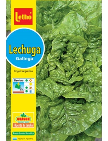LETHO LECHUGA GALLEGA X 10 GRAMOS