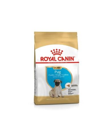 RCF BHN PUG  PUPPY X 1,5 KILOS