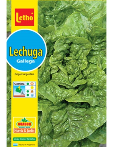 LETHO LECHUGA GALLEGA X 10 GRAMOS