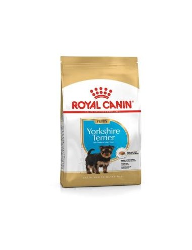 RCF BHN YORKSHIRE PUPPY X 1,5 KILOS