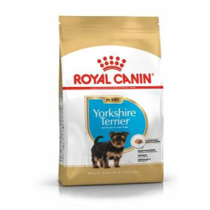 RCF BHN YORKSHIRE PUPPY X...