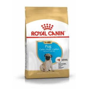 RCF BHN PUG  PUPPY X 1,5 KILOS