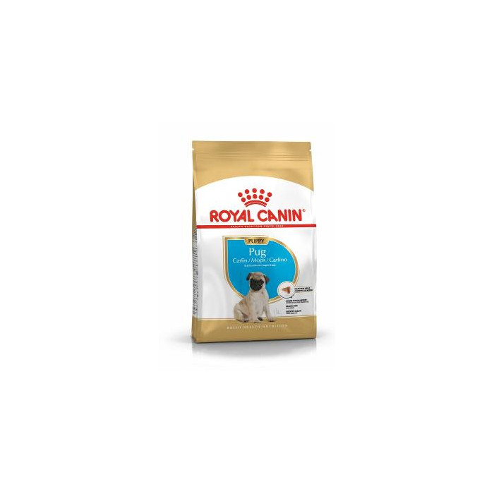 RCF BHN PUG  PUPPY X 1,5 KILOS