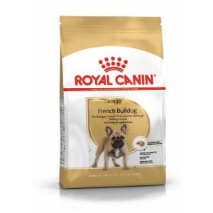 RCF BHN FRENCH BULLDOG...