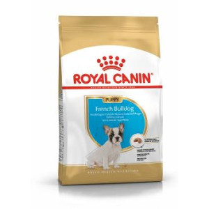 RCF BHN FRENCH BULLDOG...